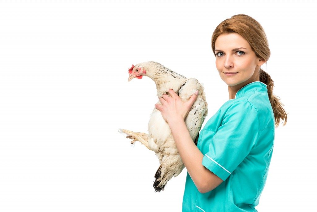 woman in green scrub holding a white chicken